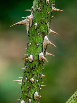 Sharp thorns on the branches of the Dolcezza rose tree