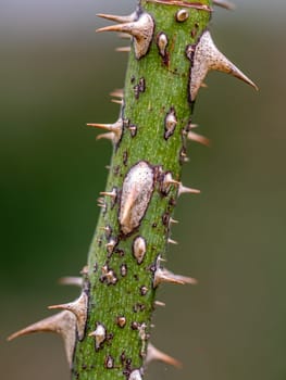 Sharp thorns on the branches of the Dolcezza rose tree