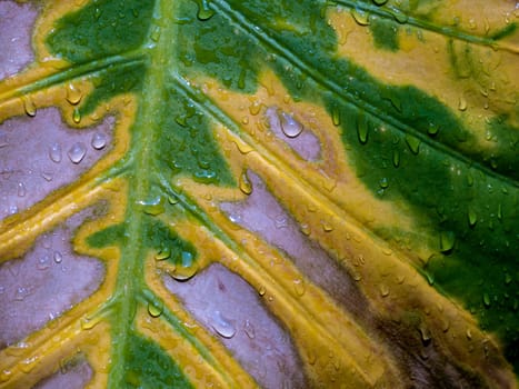 Brown yellow and green in the wounded surface of a withering Alocasia leaf