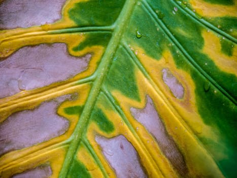 Brown yellow and green in the wounded surface of a withering Alocasia leaf