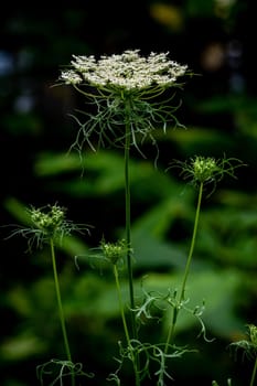 Close-up photo of carrot flower small white flowers forms dense bouquets