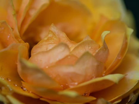 Close-up delicate yellow rose petals as nature background