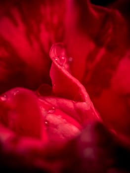 Close-up delicate Red Intuition rose petals as nature background