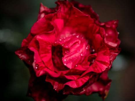 Close-up delicate Red Intrusion rose petals as nature background