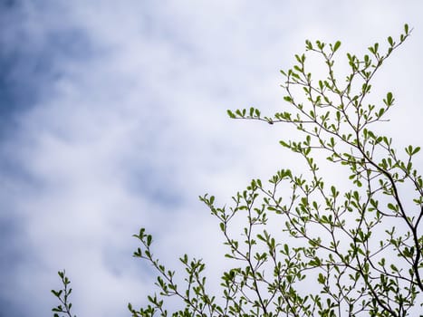 The Ivory Coast almond leaves and the cloud in the blue sky