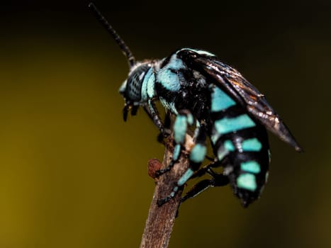 A sleeping Leaf cutting cuckoo bees on a dry rose stalk