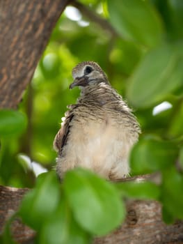 juvenile Zebra Dove on the branch of the tree