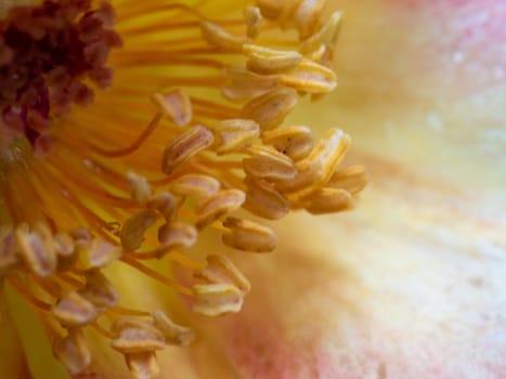 Close-up delicate La Parisienne rose pollens and petals as nature background