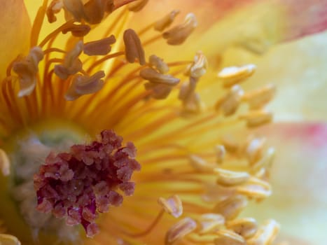 Close-up delicate La Parisienne rose pollens and petals as nature background