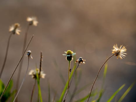 Seed of a Tridax Daisy flower when withering