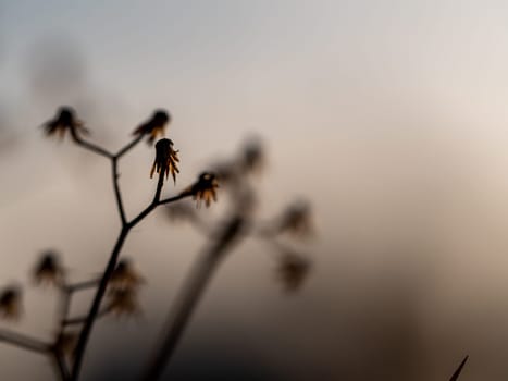 Close-up of a bunch of dried Little ironweed flowers