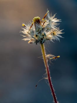 Close-up shot the seed of a Tridax Daisy flower when withering