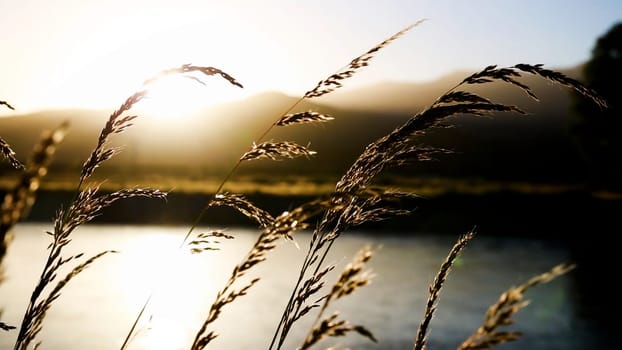 Natural landscapes with sunset and forest, ears of wheat, river and stone. Art. Evening summer nature