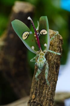 A cose up of Creobroter gemmatus or a common name jeweled flower mantis, is a species of praying mantis native to Asia. perched on a tree branch, blending in with the branch.