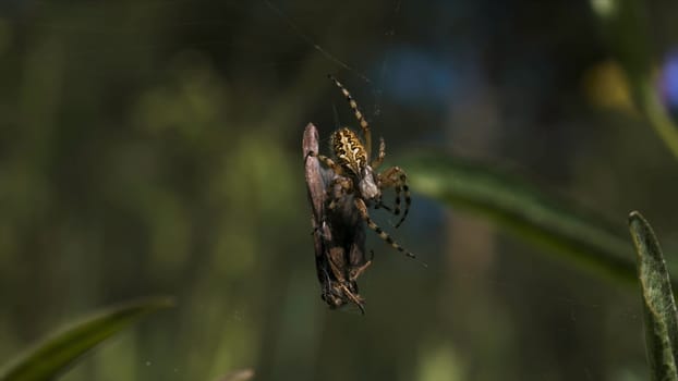 Close-up of spider eating fly. Creative. Spider wraps insect in web for food. Spider on web with victim in summer meadow.