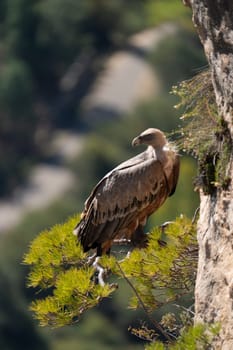 Vulture on a cliff above a pine, with a sharp stare and blurry backdrop.