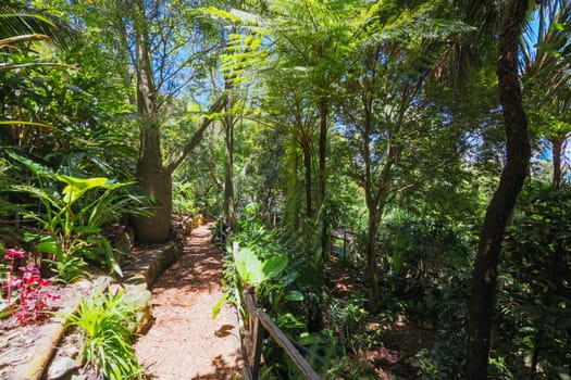 Wendy Whiteley's Secret Garden on a warm summer's morning in Lavender Bay, Sydney, New South Wales, Australia