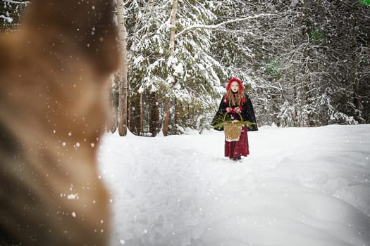 Meeting of Cute little girl in red cap or hat and black coat with basket of green fir branches and big dog shepherd as wolf in snow forest on a cold winter day. Fun and fairytale on photo shoot