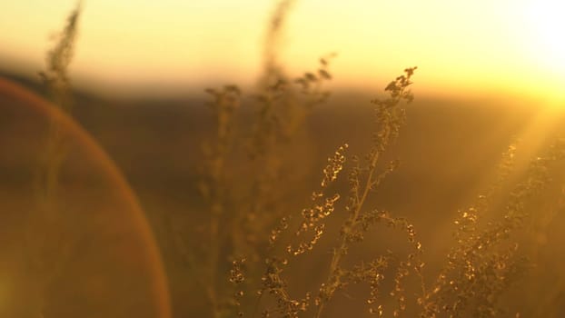 Wild grass with backlit in golden sun light. Landscape with dry steppe grass. Steppe grass in the sun.