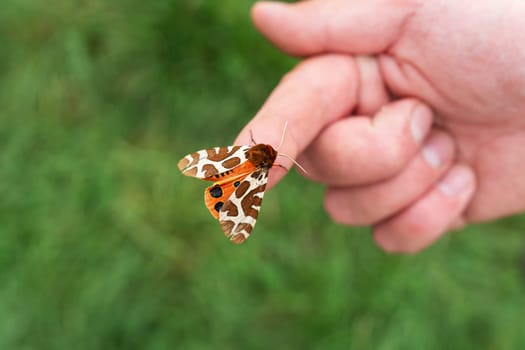 A hand holds a butterfly with orange and black markings on its wings. The background is a green field