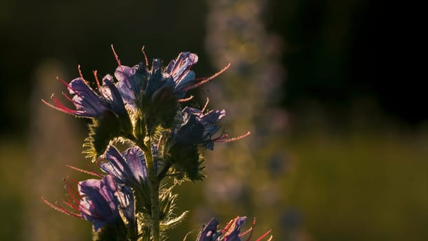 Close-up of beautiful wild flower with sunlight. Creative. Beautiful elongated flower in rays of sun on summer meadow. Meadow sage flower on sunny day.