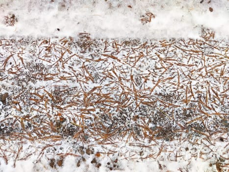Background with frozen snow and spruce needles. Winter texture, pattern, frame, copy space, place for text