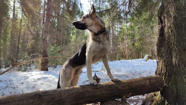 Dog German Shepherd in early autumn, spring or winter day and nature with forest and snow arround. Waiting eastern European dog veo and landscape