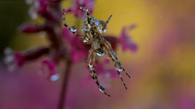 A beautiful tarantula with a colored back. Creative. Bright purple flowers with cobwebs on which he hangs on his paws