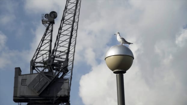 Seagull standing on the street lamp in front of black construction crane. Beautiful white bird on a streetlight with a crane and blue cloudy sky background.