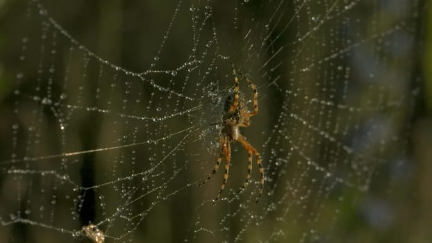 Close-up of spider on web with dew. Creative. Beautiful wild spider on web after rain. Macrocosm of summer meadow.