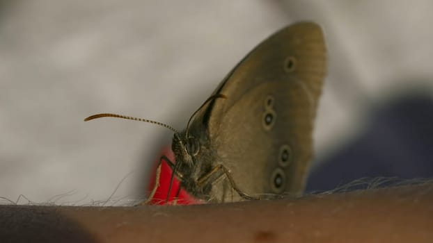 Close-up of butterfly sitting on man's hand. Creative. Butterfly sits on hand on sunny day. Interaction of macrocosm of summer meadow and man.