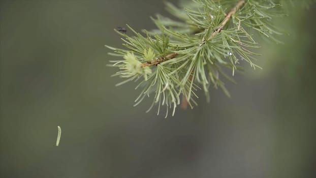 Close up of green spruce branch and a small caterpillar hanging on the web on green blurred background. Green caterpillar hanging from the pine tree in coniferous forest.