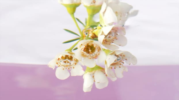 Beautiful delicate spring blooming nature background. Stock footage. Close up view of blooming white flowers putting underwater on a pink background
