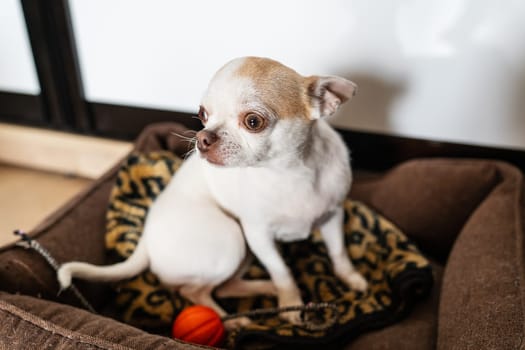 A small white Chihuahua dog with brown spots sitting in a brown dog bed with a leopard print blanket and a red ball toy
