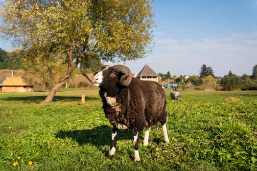A black and white ram stands in a green field with trees and buildings in the background countryside, household