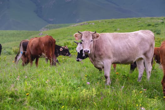 a herd of cows in a meadow in a beautiful mountain landscape. livestock grazing on green pasture.