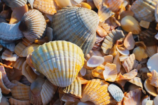 Close-up of seashells on the beach, fragile broken seashells macro.