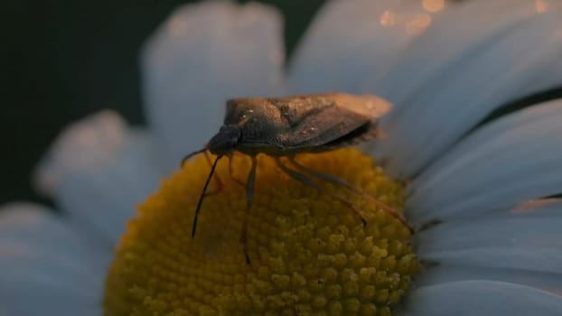 Close-up of beetle on daisy. Creative. Brown beetle moves on chamomile in rays of setting sun. Beautiful life of macrocosm in summer meadow.