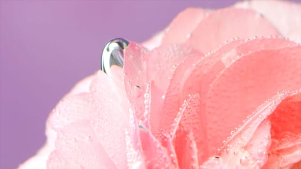 Bubbles on rose under water. Stock footage. Delicate rose petals with bubbles or drops. Pink rose with refreshing bubbles on petals in clear water.