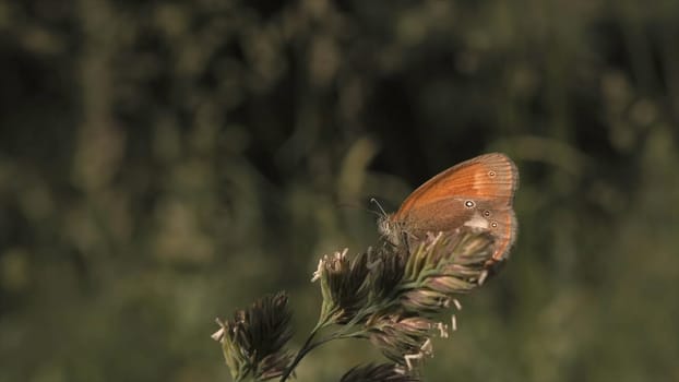 Close up of a butterfly in a blooming field sitting on a flower. Gentle natural floral background in beautiful summer meadow with flowers and green grass.