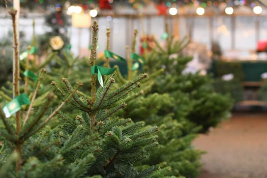Selling Christmas trees at the city fair Europe