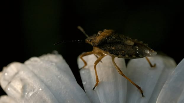 A beetle on a daisy flower with water drops. Creative. Close up of an insect crawling on soft white petals of a flower