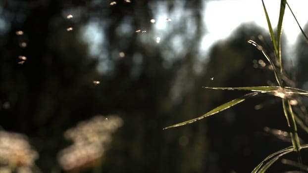Midges fly in the evening green field in sunlight. Creative. Many small insects are gathered in one place in front of green trees are out of focus