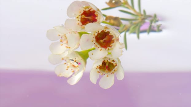 Bouquet in water on isolated background. Stock footage. Beautiful branch with flowers in clear water. Delicate flowers on branch under water on isolated background.