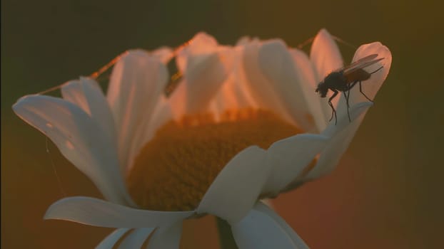 A beautiful chamomile grows in a field and insects crawl on it. CREATIVE. A flower with white petals and a yellow center. Insects are on the flower. The wind blows a flower growing in a clearing.