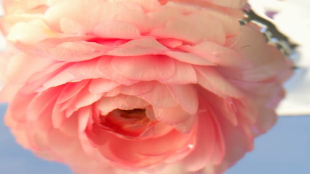 A small pink rosebud .Stock footage.Water into which a delicate flower is lowered and driven around in a circle. High quality FullHD footage