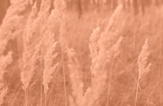 Peach Fuzz grasses with spikelets of beige color close-up. Abstract natural background of soft plants monochrome color 2024. High quality photo