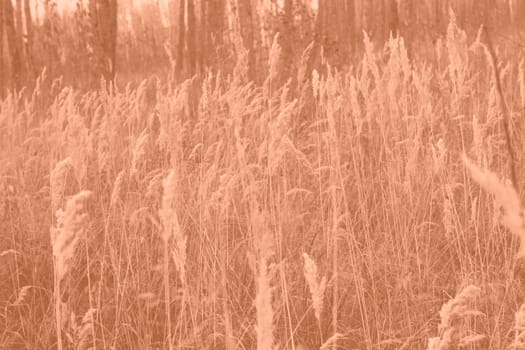 Peach Fuzz grasses with spikelets of beige color close-up. Abstract natural background of soft plants monochrome color 2024. High quality photo