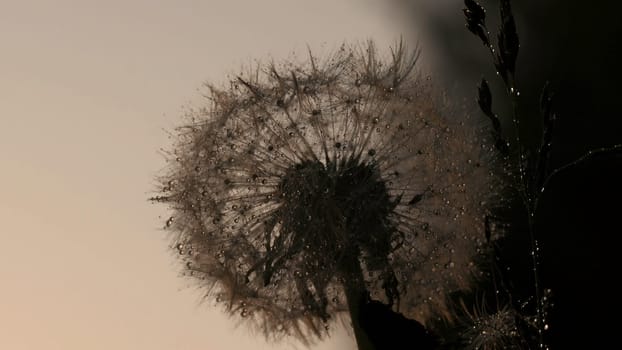 Cold raindrops. Creative. Big fluffy dandelions that stand all after the rain and have big drops of water on them. High quality 4k footage