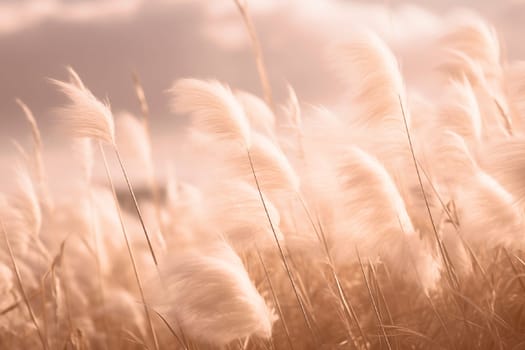 Peach Fuzz dry reeds fluffy grass on a meadow in the sun. Abstract dry herbs background 2024 color. High quality photo